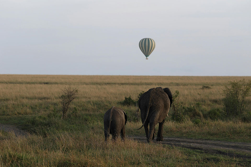 Ndangrdz Elephant