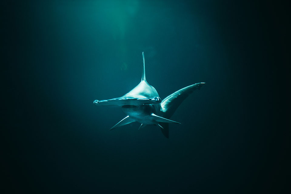 Ndangrdz Hammershark